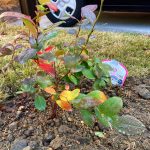 ブルーベリーを植えた