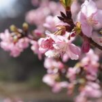 孫と対面